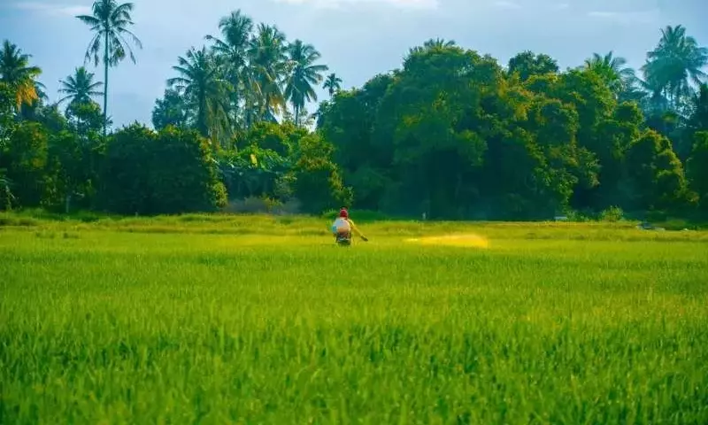 Samoa y Tonga: Una Mirada a la Revitalización Agrícola Tradicional Frente al Cambio Climático