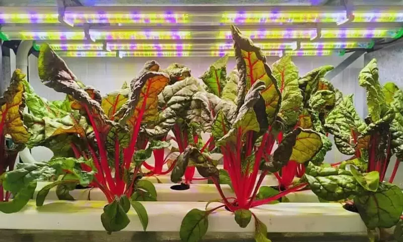 Revolución Agrícola en Mendoza: La Agricultura Vertical Multiplica Rendimientos y Optimiza el Uso del Agua