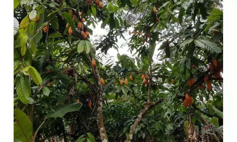 Descubren Cuatro Nuevos Linajes Genéticos de Cacao en Perú
