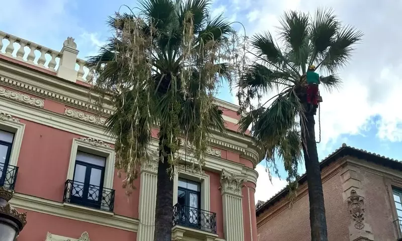 Murcia Inicia Operativo de Poda de Palmeras para Garantizar Seguridad y Salud Vegetal