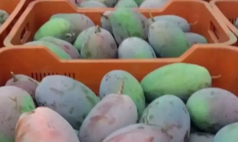La Cosecha Española de Mango 2026: Proyecciones, Desafíos y Estrategias Comerciales