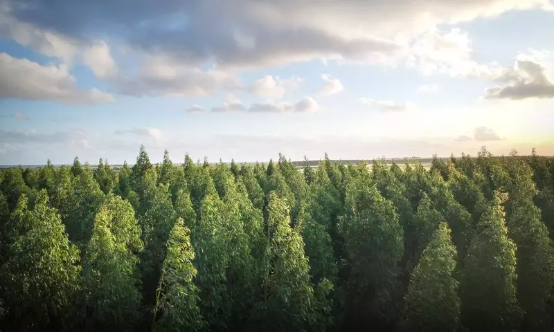 Optimización y Manejo Sostenible de Plantaciones de Eucalipto