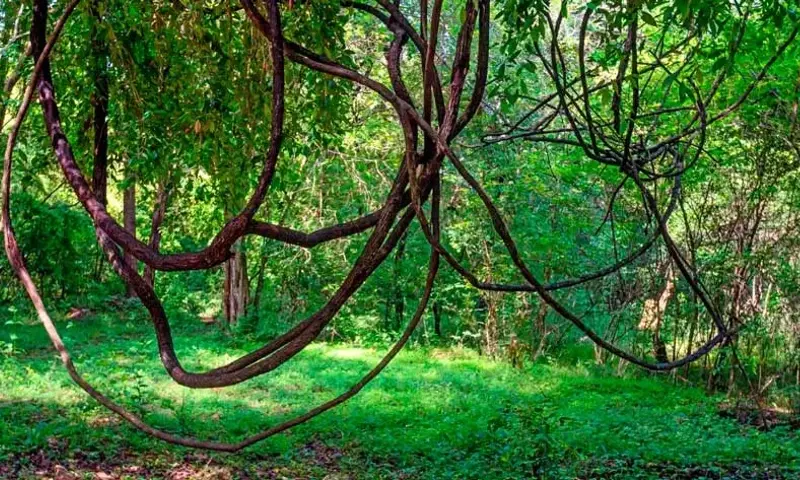 La Poda de Lianas Supera a la Plantación de Árboles en la Restauración de Bosques Tropicales