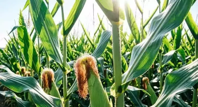 Brasil impulsa la producción de bioinsecticidas con una importante ampliación de su principal fábrica de baculovirus