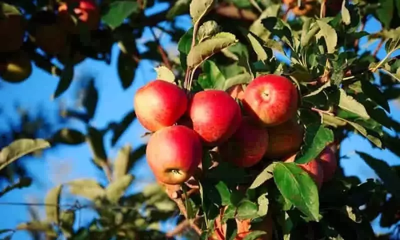 Cal y Materia Orgánica: Claves para Retener Nitrógeno en Suelos de Manzanos
