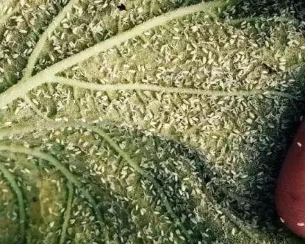 Detectan Mosca Blanca en Cultivos de Tomate en Florida Mediante Tecnología Satelital