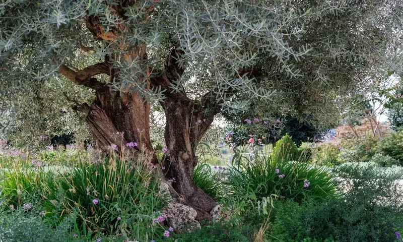 Creación de Jardines Mediterráneos Resilientes: Diseño Sostenible y Estética Duradera