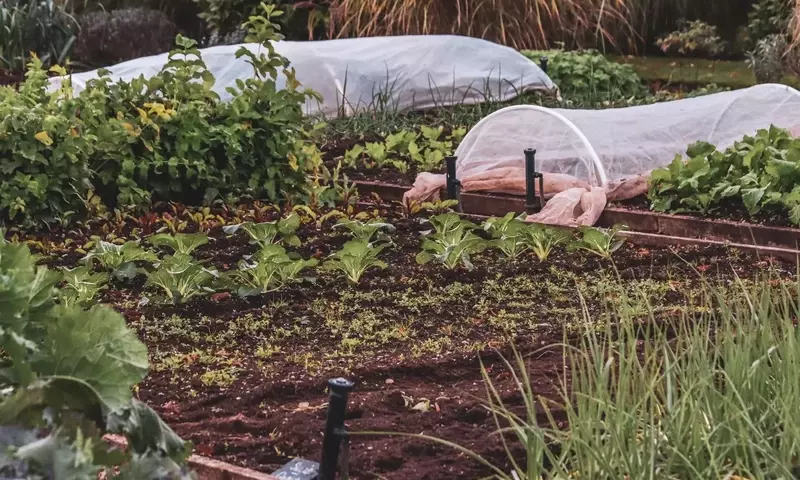 Guía Completa para un Huerto Productivo en Otoño: Siembra y Cosecha