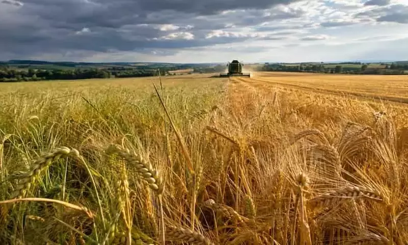 La Resiliencia de la Cebada de Invierno en Alemania: Una Cosecha Desafiante pero Exitosa