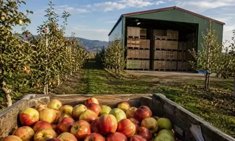 Pronóstico Preocupante: Cosecha de Manzanas de la UE en 2026 Alcanzará Mínimos Históricos