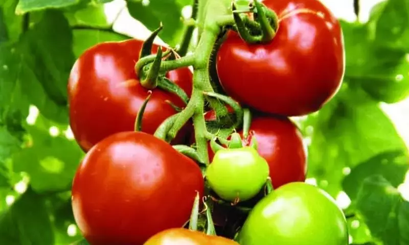 La ventana crítica para la resiliencia del tomate frente a la sequía