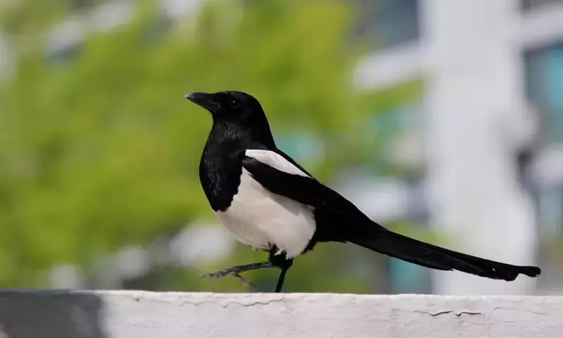 La Influencia Transformadora de la Naturaleza en el Bienestar Urbano