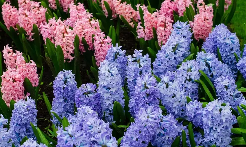 Jacintos en Agua: Guía Definitiva para una Floración Invernal Anticipada