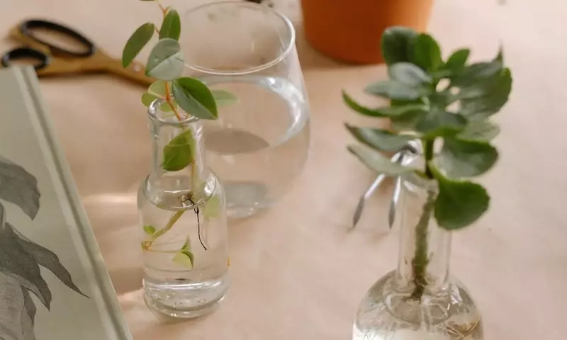 Cultivo Acuático: Una Guía Completa para la Propagación Vegetal sin Tierra