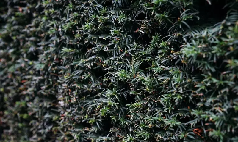 Guía Completa para Crear Setos de Hoja Perenne: Privacidad y Belleza Natural Durante Todo el Año