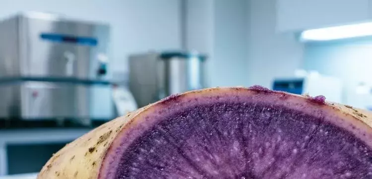 Mejora de la papa morada mediante edición genética sin ADN foráneo