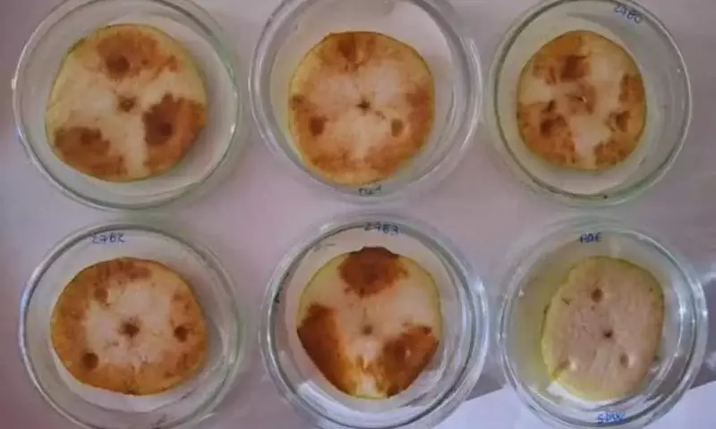 Un Nuevo Agente Bacteriano, Rahnella aceris, Causa Pudrición en Peras Argentinas