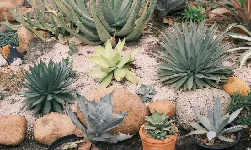 Creando Oasis Verdes: Jardines Sostenibles de Bajo Consumo de Agua