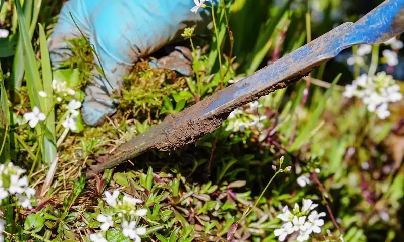 Estrategias Ecológicas para un Huerto Libre de Malezas: Guía Completa