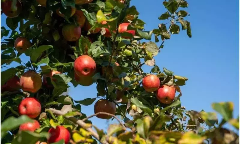 Impacto Climático Diferencial en Cultivos Alemanes: Trigo en Declive y Manzanos con Ventaja Temporal