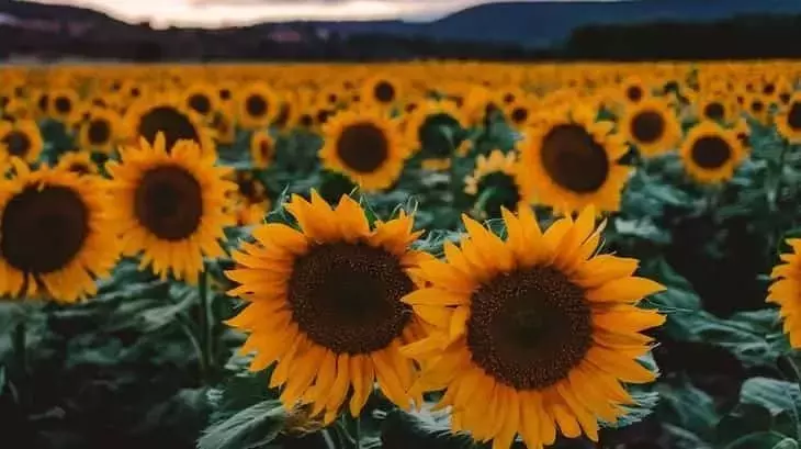 El Girasol: Un Cultivo Estratégico para la Recuperación y Salud del Suelo Agrícola