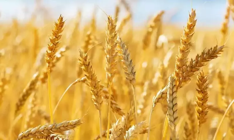 África Lidera la Innovación en Trigo Resistente a Enfermedades