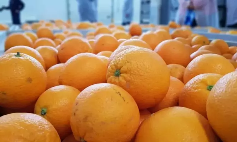 Un p￩ptido derivado de espinacas ofrece una nueva esperanza contra la enfermedad del "greening" en Florida