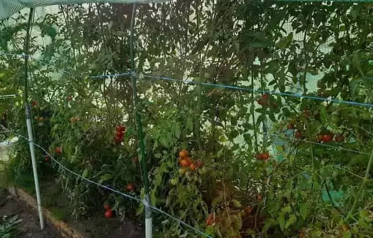 Manejo del Tizón Tardío en Cultivos de Tomate: Estrategias de Prevención en Invernaderos
