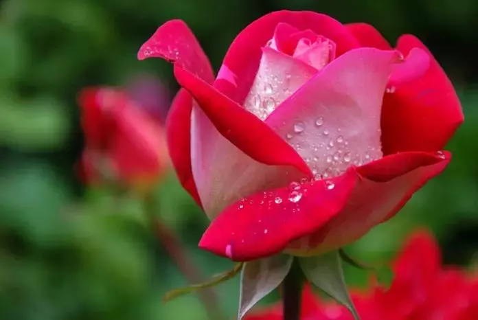 Técnicas Avanzadas para la Propagación de Rosas: Injerto y Semilla