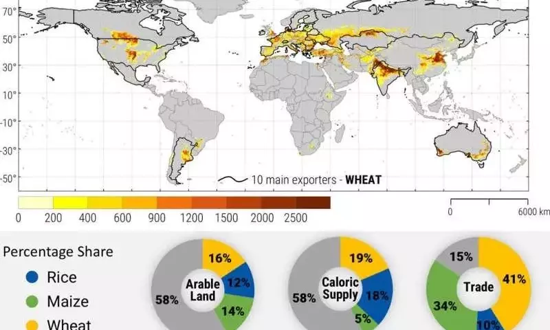 La Escasez Hídrica Global y su Impacto Exponencial en el Precio del Trigo