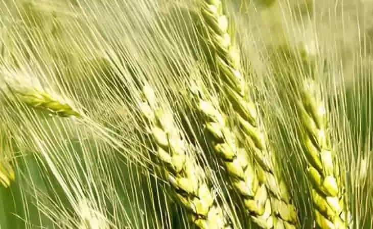 Avances de Suecia en la Cebada Perenne: Un Futuro para la Agricultura Sostenible