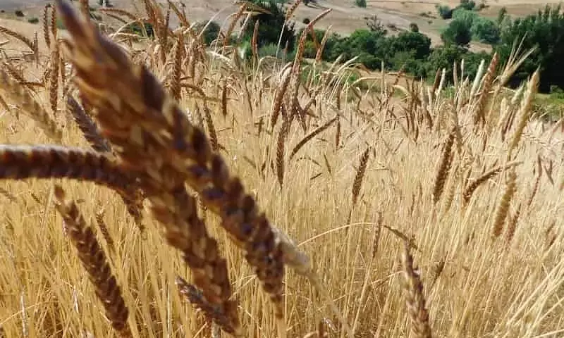 Trigos Chilenos Tradicionales: Una Esperanza Ante la Sequía Extrema