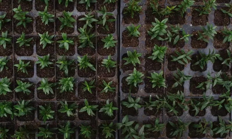 Guía para el Cultivo Exitoso de Semillas: Evitando Errores Comunes
