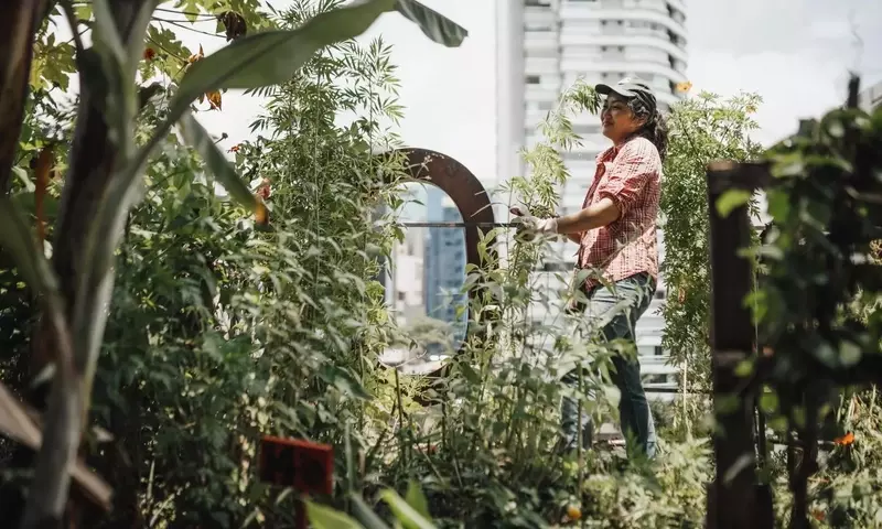 Transforma Tu Terraza: La Fusión Perfecta de Belleza y Nutrición en Tu Jardín Comestible