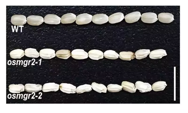 Descubierta la Proteína Clave para el Transporte de Magnesio en el Arroz