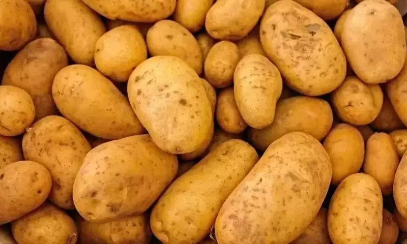 Impacto de la Sequía en los Cultivos Irlandeses: Pérdidas en Papa y Hortalizas