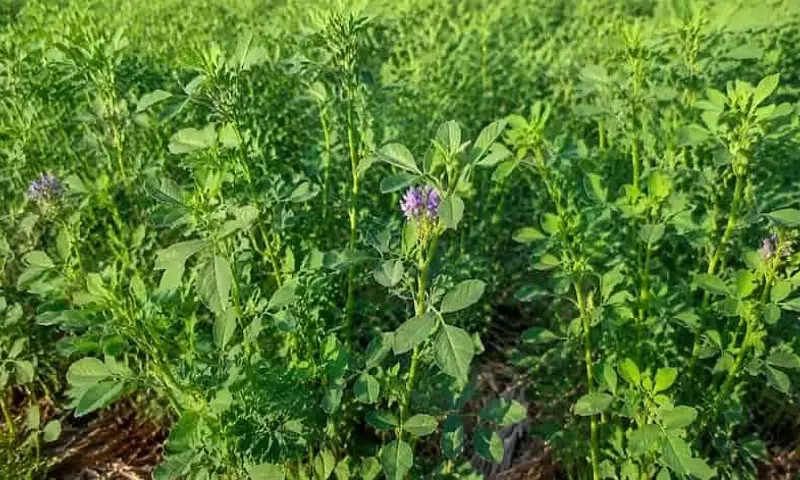 La Alfalfa: Un Estudio Innovador para Mitigar la Toxicosis por Festuca y el Estrés Térmico en el Ganado Bovino