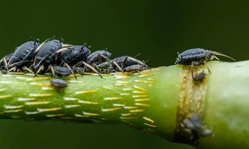 La Sinergia Perfecta: Jabón Potásico y Aceite de Neem contra Plagas del Jardín