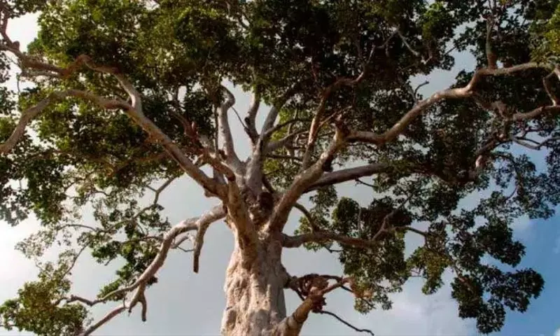 Secretos de Supervivencia: Cómo los Árboles Gigantes Vencen la Gravedad y la Sequía