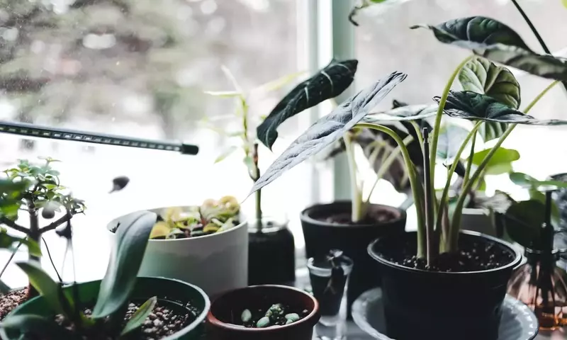 Cómo salvaguardar tus plantas del frío invernal: una guía esencial