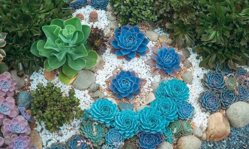 Jardines Sostenibles: Plantas Resistentes a la Sequía para un Paisaje Vibrante sin Riego Constante