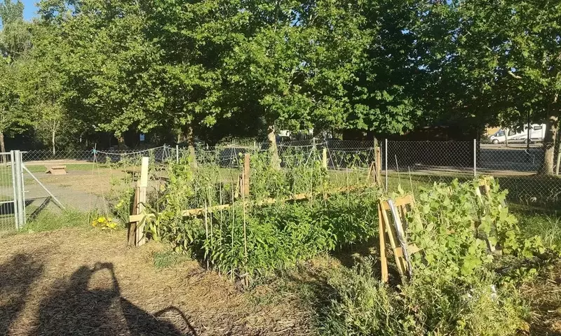 Huertos Escolares de Zamora: Fomentando la Agroecología Urbana y la Conservación de Semillas Autóctonas