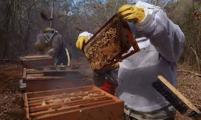 Crisis Apícola en México: El Peligro de la Disminución de Abejas y su Impacto en la Agricultura