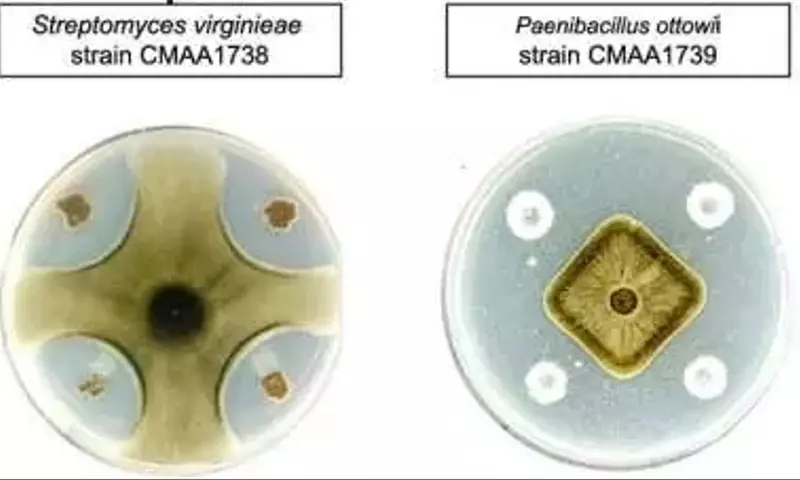 Bacterias beneficiosas combaten la enfermedad radicular del trigo