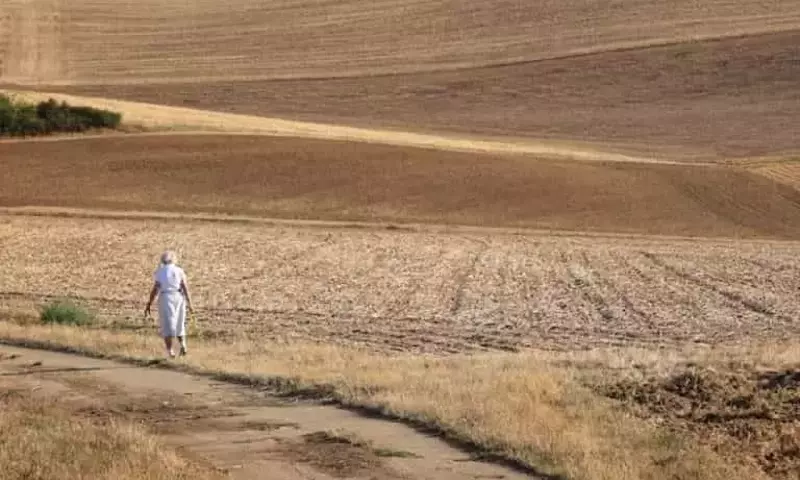 Alemania Adapta su Agricultura a la Sequía: Mijo y Maní como Soluciones del Futuro