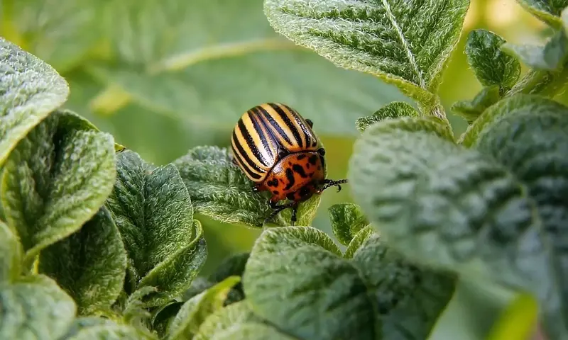 Uso Responsable de Fitosanitarios: Protegiendo Jardines y Cosechas con Conciencia Ambiental