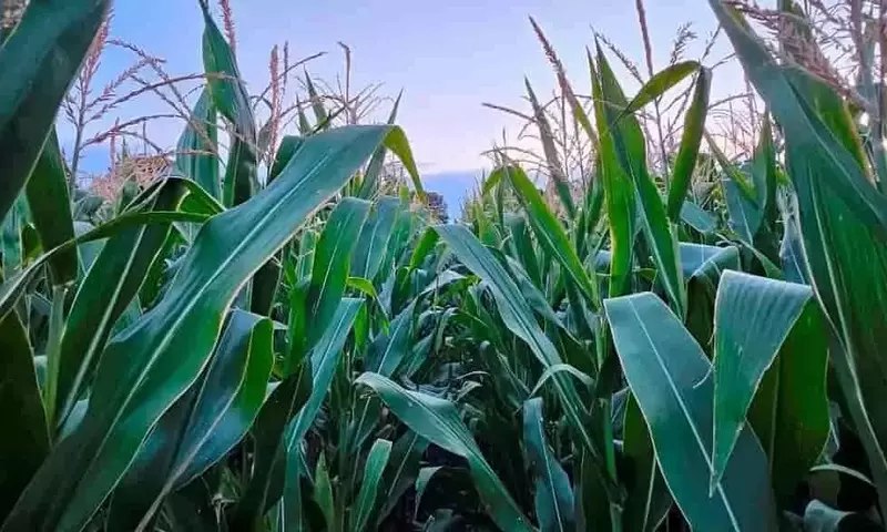 Adelanto de Cosecha de Maíz en Galicia por Sequía y Plagas con Pérdidas del 30%