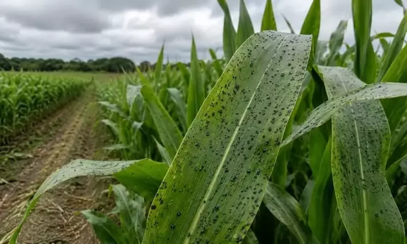 Alerta en la Agricultura Estadounidense: Confirmación de Mancha de Alquitrán en Maíz de Georgia