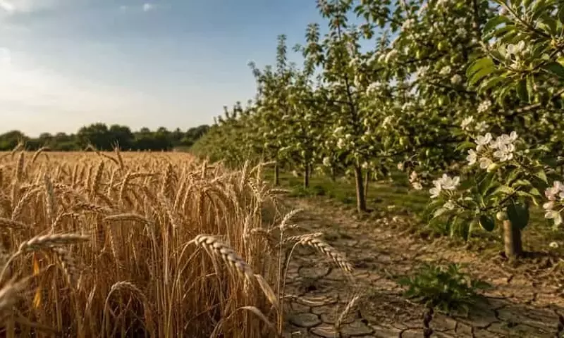 El Impacto Climático Desigual en los Cultivos Alemanes: Trigo vs. Frutales