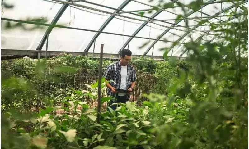 Cultivando Esperanza: El Impacto de la Agricultura Sostenible en la Integración de Refugiados